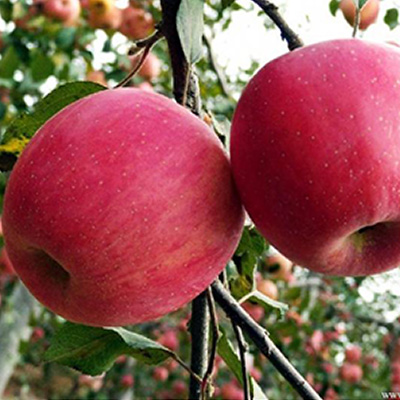 Red Fuji apple