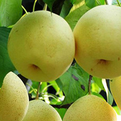 Daguoshuijing pear