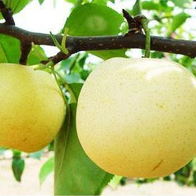 Daguoshuijing pear