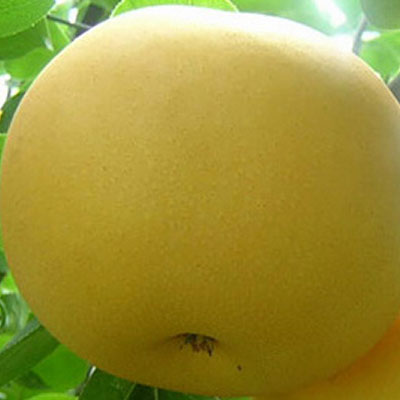 Daguoshuijing pear