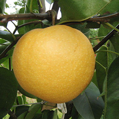 Huashan pear