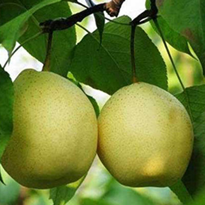 Pear singo Korea Singo