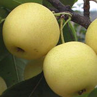 Singo pear