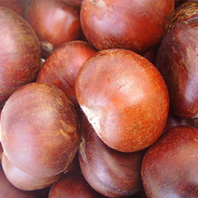 Chinese chestnut