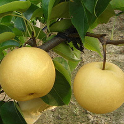 Yuanhuang pear