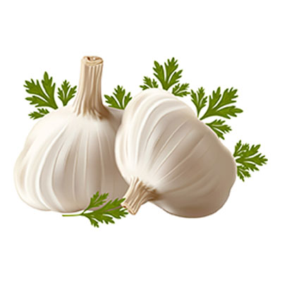 Garlic